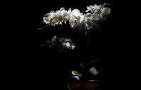 Orchid